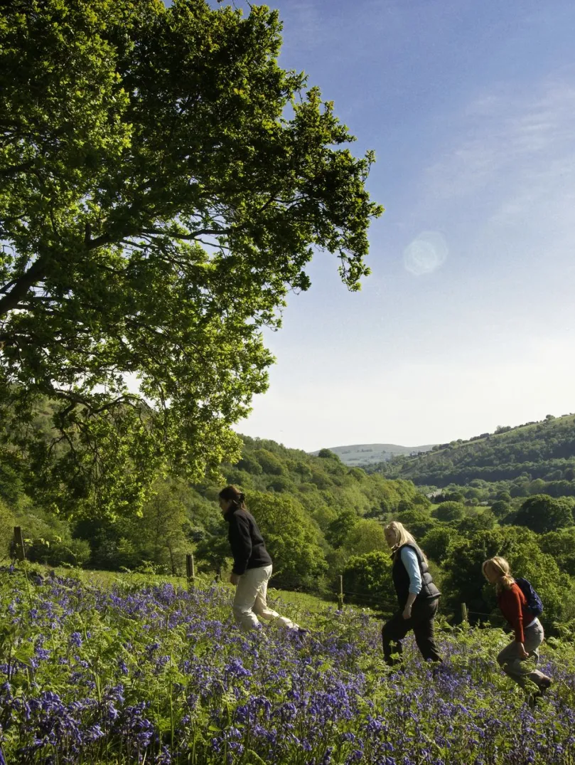 Group of ladies walking near a field of bluebells with mountains beyond.