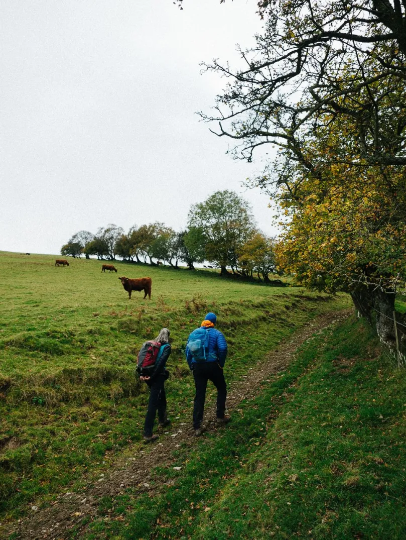 A couple walking past a field with cows.