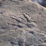 A fossilised footprint of a dinosaur on a rock.