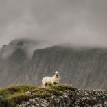 A sheep on craggy rocks in front of a mountain bathed in cloud.