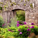 An arched gateway in the stone wall with purple flowers in the foreground.