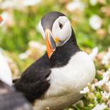 A close up view of two puffins in their natural habitat.