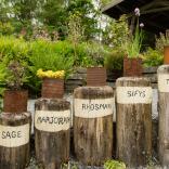 A row of herbs in pot plants on log posts.