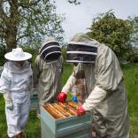 A group of bee keepers taking out a rack of honey from a hive.