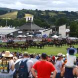 Crowed watching a display of the military on horses pulling cannons.