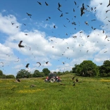 A tractor in a field with red kites flying around at feeding time.