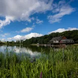 Birds on a lake surrounded by reeds with the boathouse nearby.