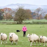 A yourg farmer in a field guiding her sheepdog to round up sheep.