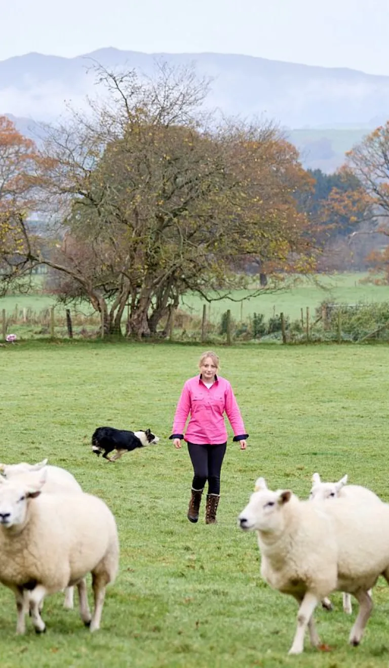 A yourg farmer in a field guiding her sheepdog to round up sheep.